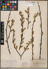 Foto von Salix discolor Muhl.